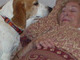 Baylee saying hi to Grandma