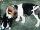 Baylee as a puppy with our bunny.