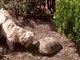 And oh, did he love to bark at gopher tortoises with his best friend Bess!