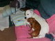 Patches & Cissie taking it easy on the couch