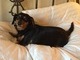 Bella on mama's pillow