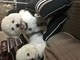 Gunner and Bently best buds. 