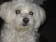 His essence - love and gentleness