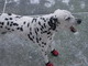 Her winter booties, so she could walk on the ice