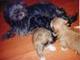 Bridgette an her pups back in 2007