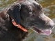 We love and miss you, Roscoe!