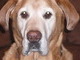 135 lbs of love <3