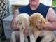 BRUTUS WITH HIS SISTER BAILY & FRIEND GRIF