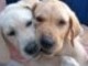 BRUTUS IS TO THE RIGHT WITH HIS SISTER BAILY