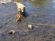 Almond and Zoey in the Creek fourth of July 2011