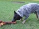 He loved this huge bone, chewed on it all week