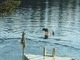 Here he is surfing at the lake