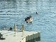 Cowboy and I playing in the lake