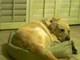 In the chihuahuas bed