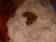 Loved to burrow