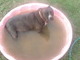 Darla in her pink pool