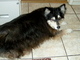 Lounging in the kitchen