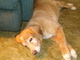 Laying beside Daddy's chair.