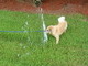 playing with the sprinklers in FL