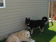 relaxing in our back yard.