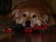 Lexi & her Xmas tree... it was never too far from her.  She loved to use it as a pillow.