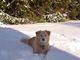 enjoying the snow