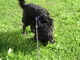 Jota going for a walk
