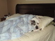 Syrus relaxing on our bed - he thought it was his bed