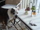 Syrus checking out the snow from the porch - TN