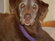 Kramer the wonder dog