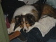 she loved to lay on our clothes