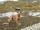 Playing on the beach in Ketchikan, AK