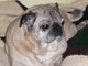 Pugsley our girl