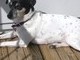 Oreo's last weekend sunbathing on our balcony. 3/22/09