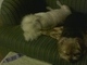 Maxie and brother Dukie