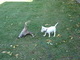 Nape investigating the deer head.