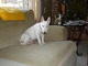 Nape as a crouch potato; watching me take his picture.