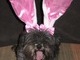 Easter doggy has had enough...