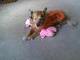 Foxy with Favorite Toy - Pink Pig