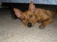 That's my big baby under the bed.