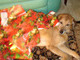 Giftwrapped Tillie, Christmas 2009