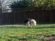 In play with the puppy