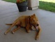 Skipper relaxing on the patio