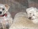 Left, our puppy kisses who misses her brother so much. Right, our lucky baby, rest easy.