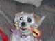 Lucky's sister who misses him very much. Kisses, age 3 1/2
