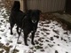 Maggie wondering why the snow is gone. She loves the snow.