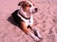 Dog beach