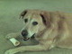 Murphy chewing on a bone