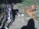 Glady and her buddy 