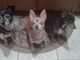 Mimi, Memo and Flaco. Mimi died 7 months ago